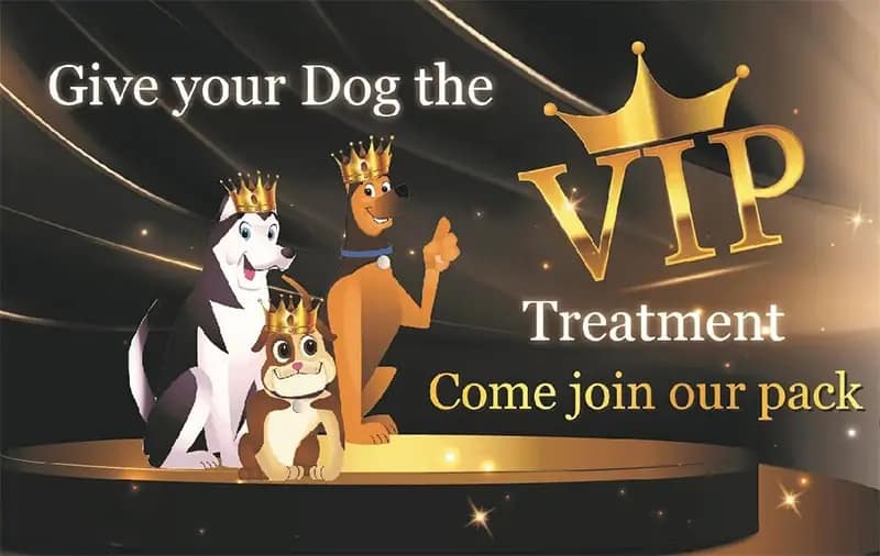 Located in the heart of Chesterfield our field of freedom serves as the ultimate exercise paddock for dogs of all ages and breeds.